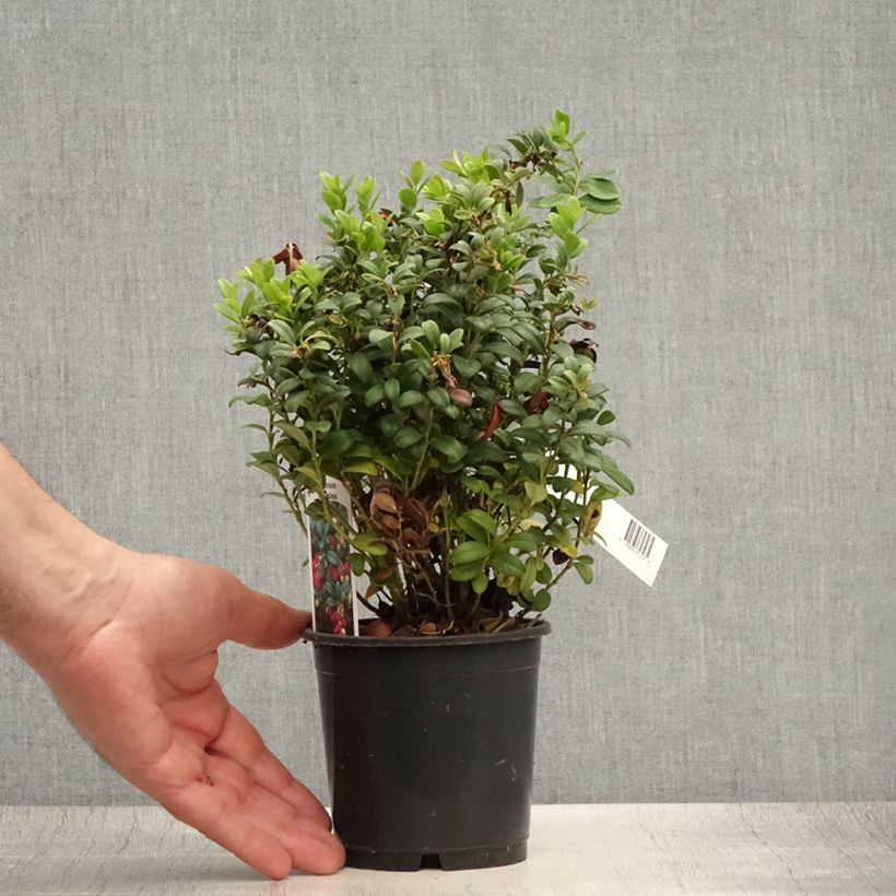 Amostra de Vaccinium vitis idaea - Arando-vermelho Vaso de 1,5 L/2 L tal como entregue no verão