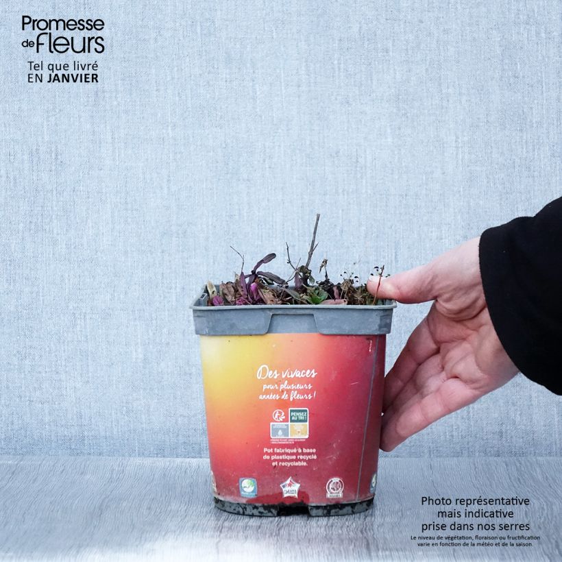 Amostra de Ajuga Feathered Friends Fancy Finch - Bugle rampante Vaso de 2 L/3 L tal como entregue no inverno