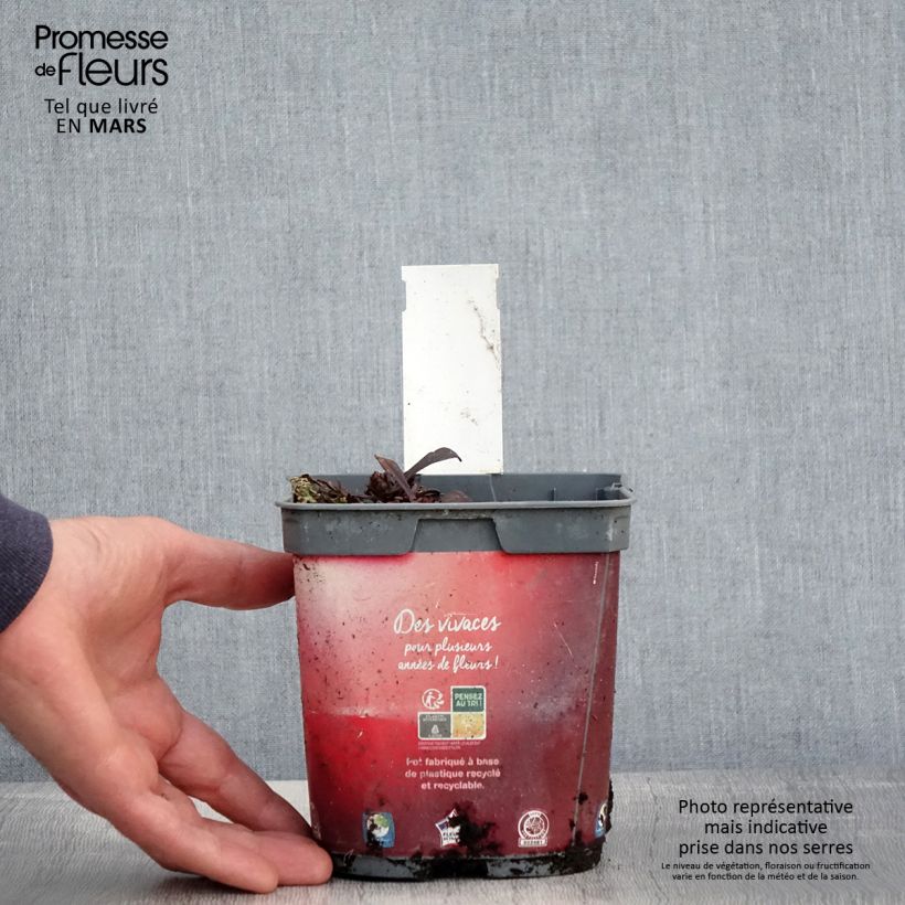 Amostra de Ajuga Noble Nightingale Vaso de 2 L/3 L tal como entregue na primavera