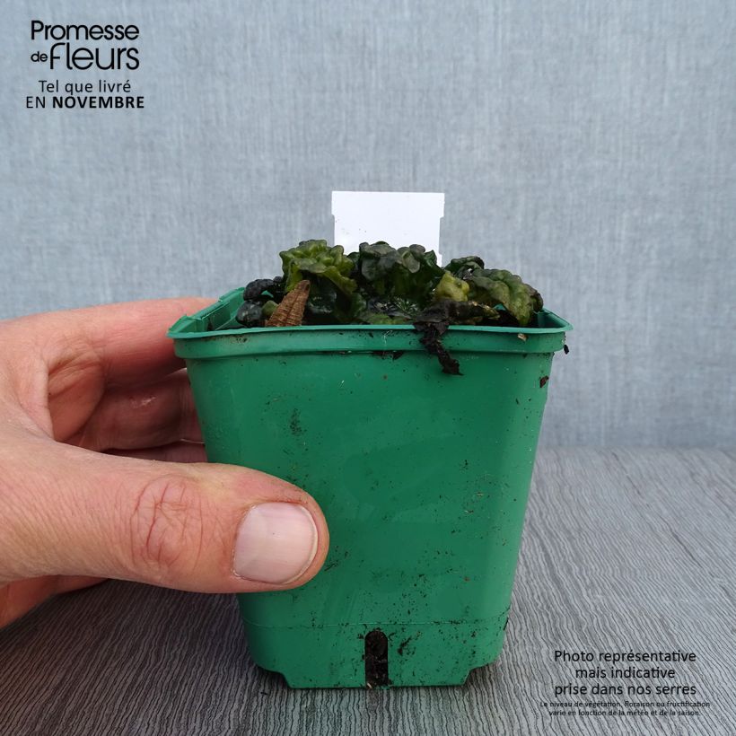 Amostra de Ajuga pyramidalis Metallica Crispa Vaso de 8/9 cm tal como entregue no outono