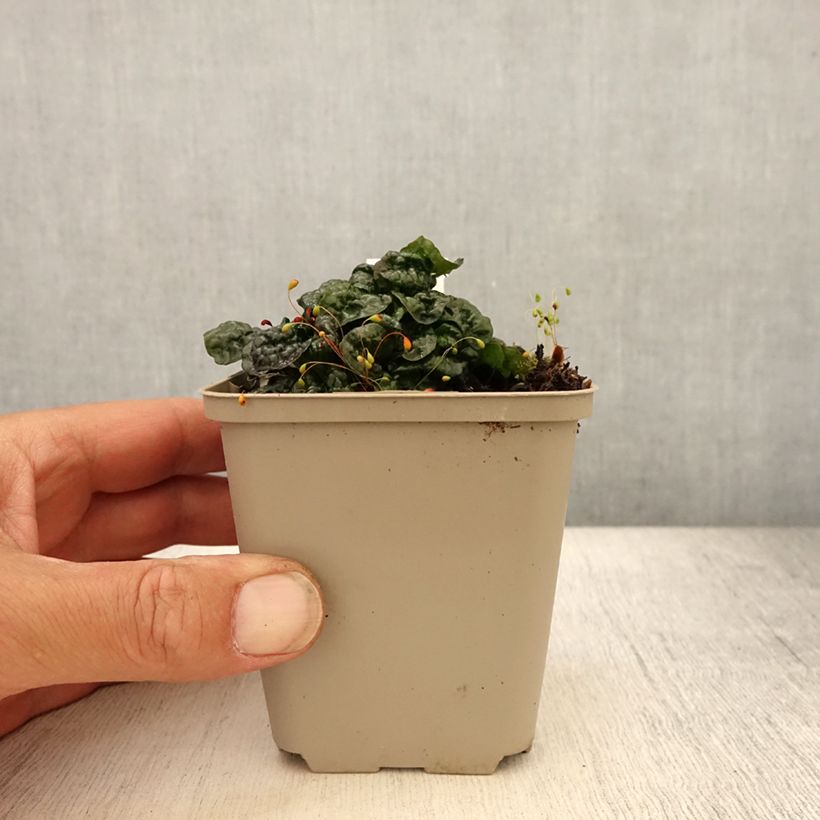 Amostra de Ajuga pyramidalis Metallica Crispa Vaso de 8/9 cm tal como entregue no verão