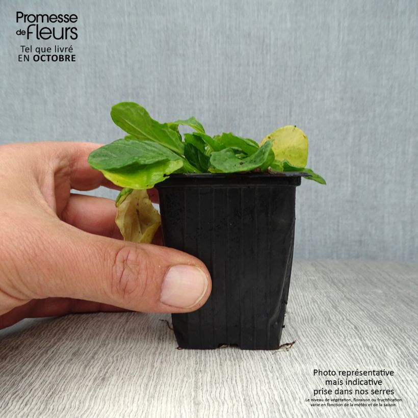 Amostra de Ajuga reptans Alba Vaso de 7/8 cm tal como entregue no outono