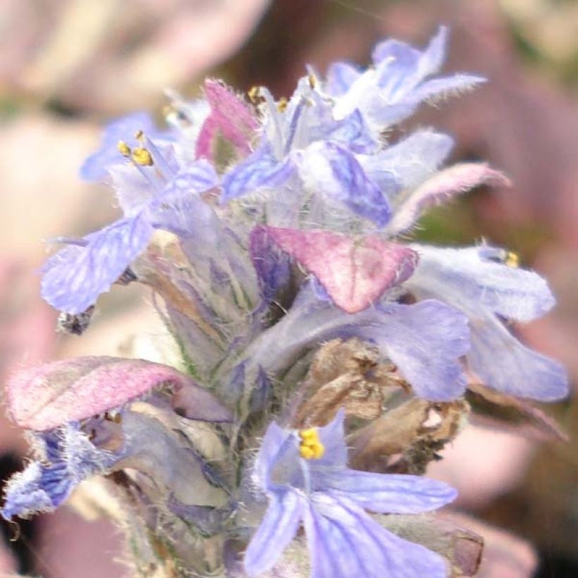 Ajuga reptans Burgundy Glow (Floração)