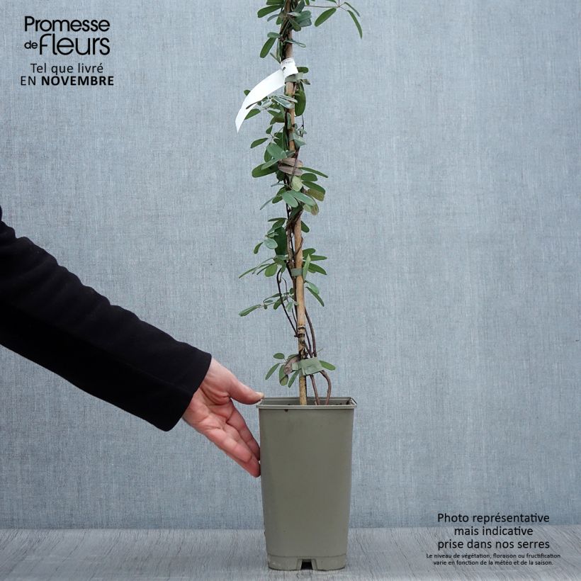 Amostra de Akebia longeracemosa Vaso de 2 L/3 L tal como entregue no outono