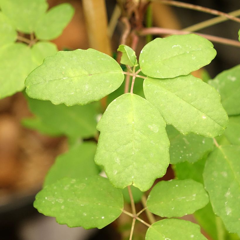 Akebia pentaphylla (Folhagem)