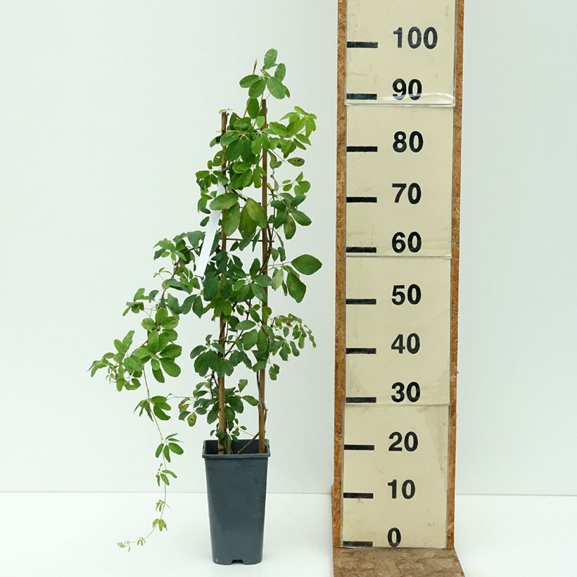 Amostra de Akebia quinata Alba Vaso de 3 L/4 L tal como entregue no verão