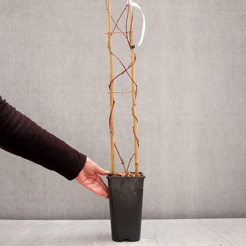 Amostra de Akebia quinata Alba Vaso de 3 L/4 L tal como entregue no inverno