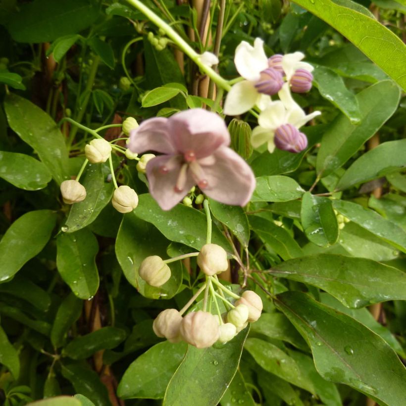 Akebia quinata Silver Bells (Floração)