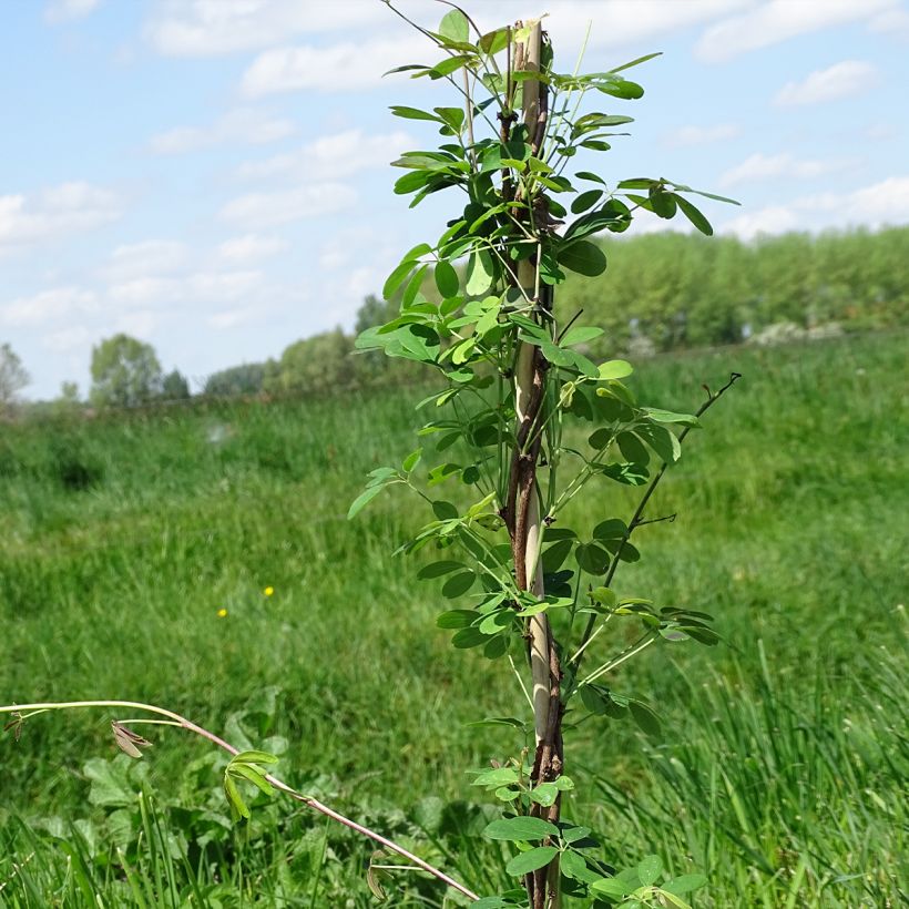 Akebia quinata Silver Bells (Hábito)