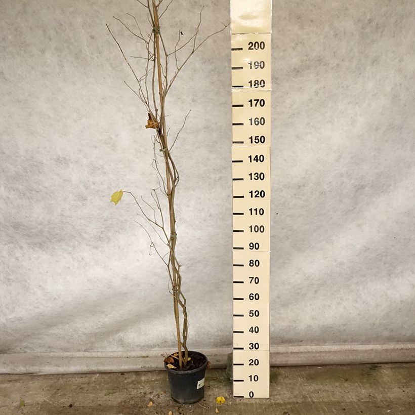 Amostra de Alangium chinense Vaso de 7,5 L/10 L tal como entregue no outono