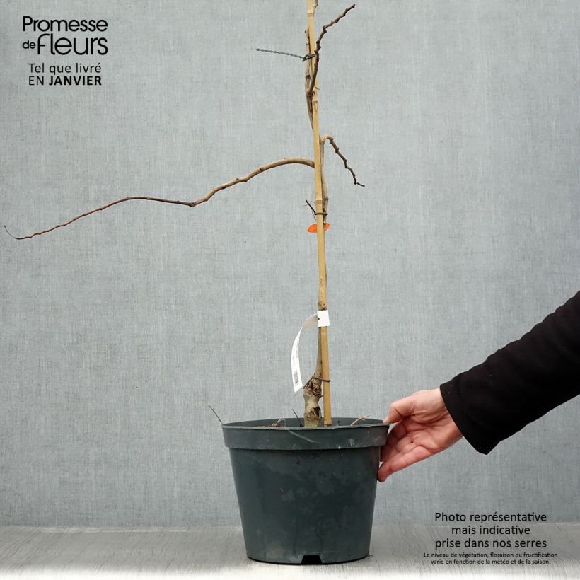 Amostra de Albizia julibrissin Chocolate Fountain - Arbre à soie Vaso de 7,5 L/10 L tal como entregue no inverno