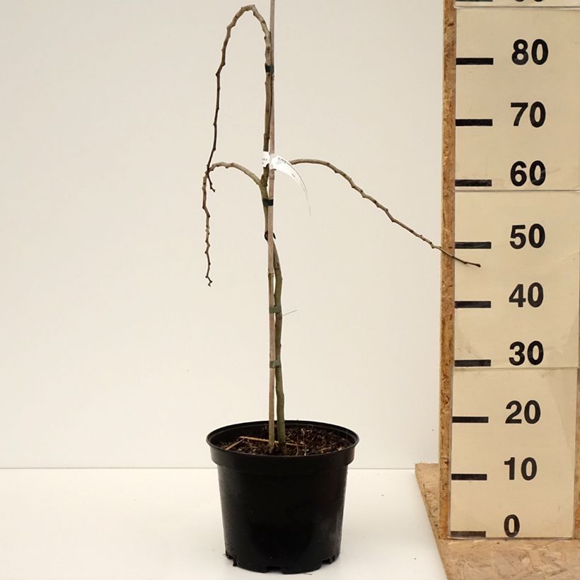 Amostra de Albizia julibrissin Chocolate Fountain Vaso de 7,5 L/10 L tal como entregue na primavera