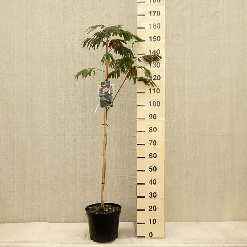 Amostra de Albizia julibrissin Evey's Pride Vaso de 7,5 L/10 L tal como entregue no outono