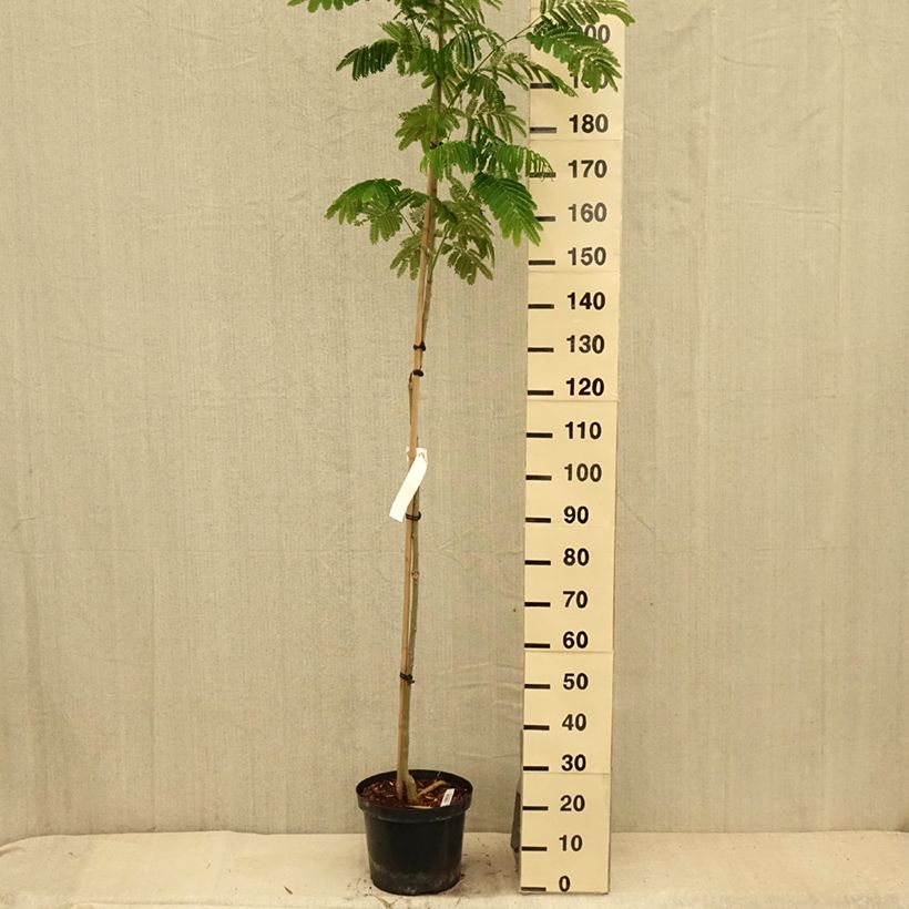 Amostra de Albizia julibrissin Evey's Pride Vaso de 7,5 L/10 L tal como entregue no verão