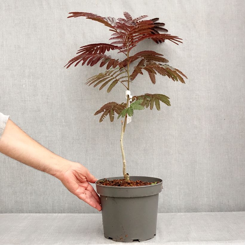Amostra de Albizia julibrissin Evey's Pride Vaso de 4 L/5 L tal como entregue no verão