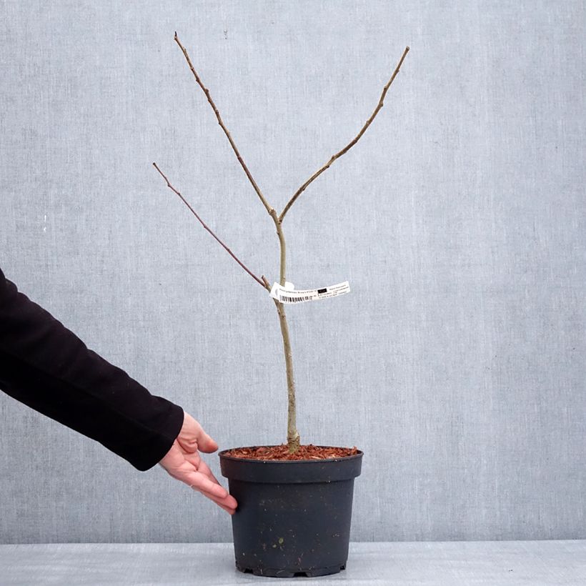 Amostra de Albizia julibrissin Evey's Pride - Arbre de soie Vaso de 4 L/5 L tal como entregue no inverno