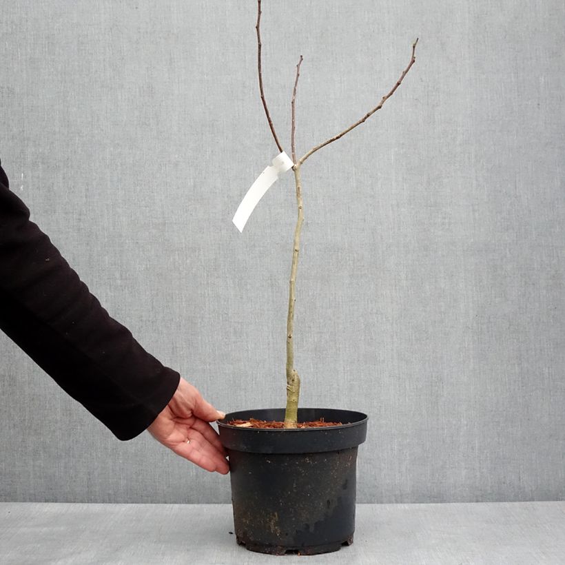 Amostra de Albizia julibrissin Evey's Pride Vaso de 4 L/5 L tal como entregue na primavera