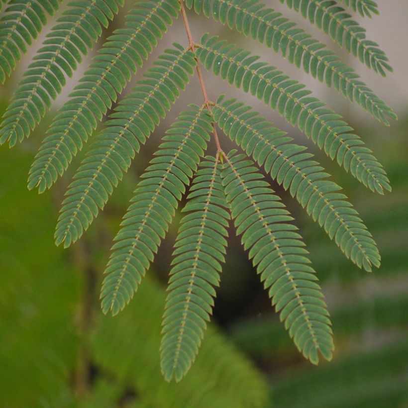 Albizia julibrissin Ombrella (Folhagem)