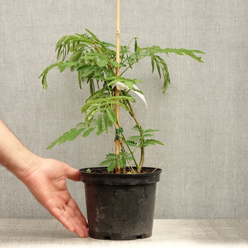 Amostra de Albizia julibrissin Ombrella Vaso de 3 L/4 L tal como entregue no verão
