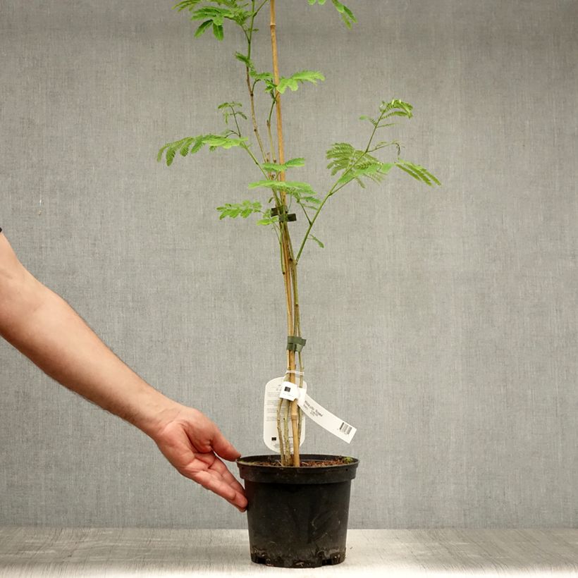 Amostra de Albizia julibrissin Rosea Vaso de 2 L/3 L tal como entregue no verão