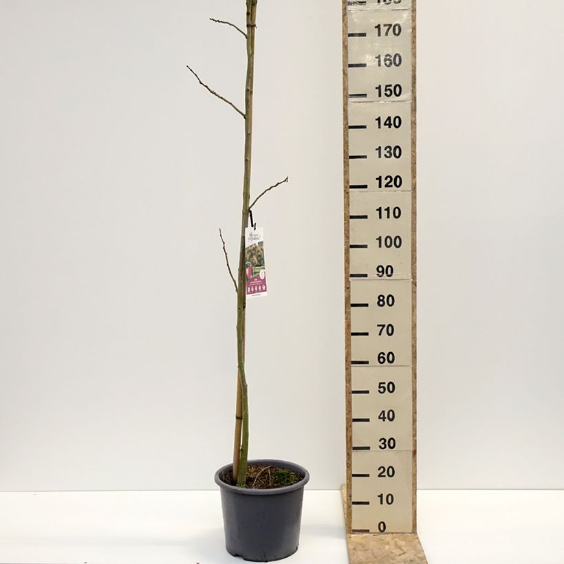 Amostra de Albizia julibrissin Rouge Selection - Arbre à soie Vaso de 12 L/15 L tal como entregue no inverno