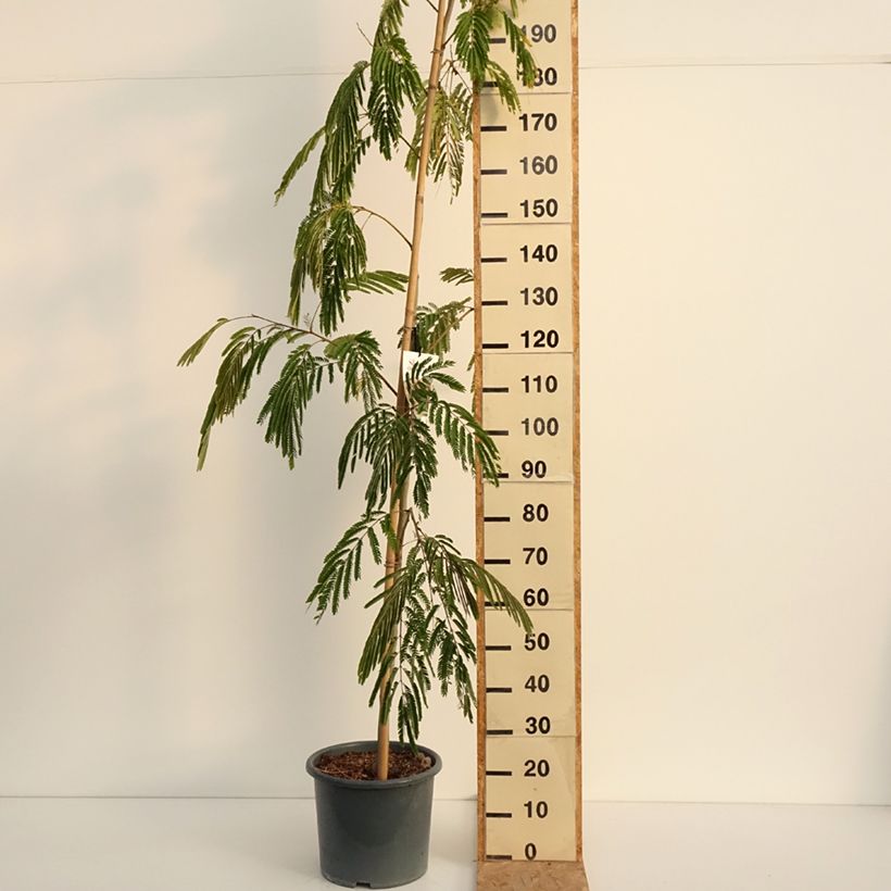 Amostra de Albizia julibrissin Rouge Selection Vaso de 12 L/15 L, Brasão tal como entregue no verão