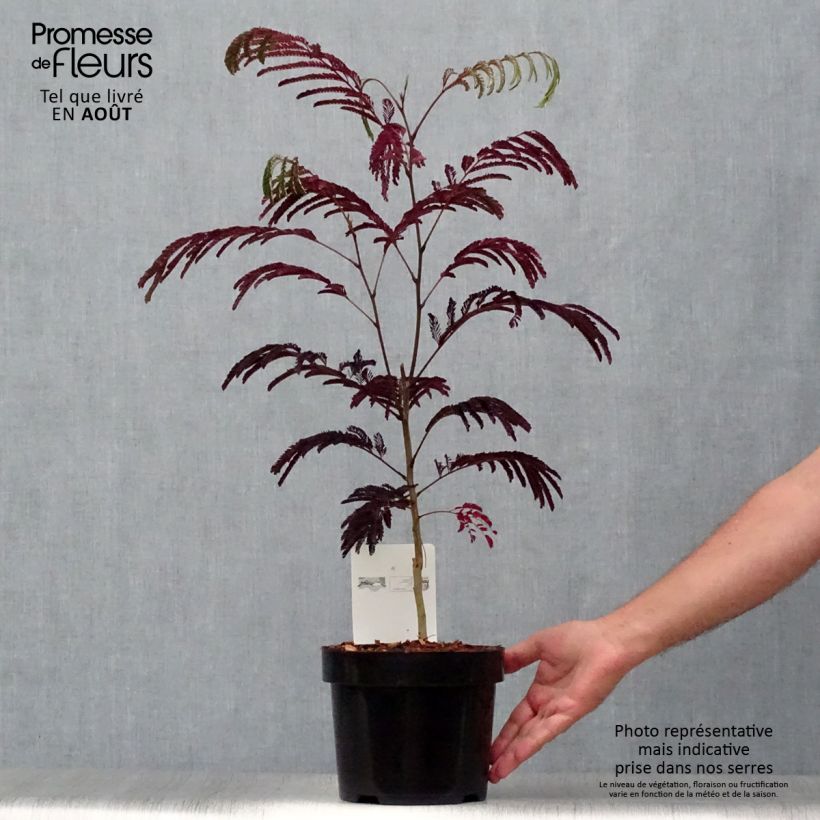 Amostra de Albizia julibrissin Summer Chocolate Vaso de 3 L/4 L tal como entregue no verão