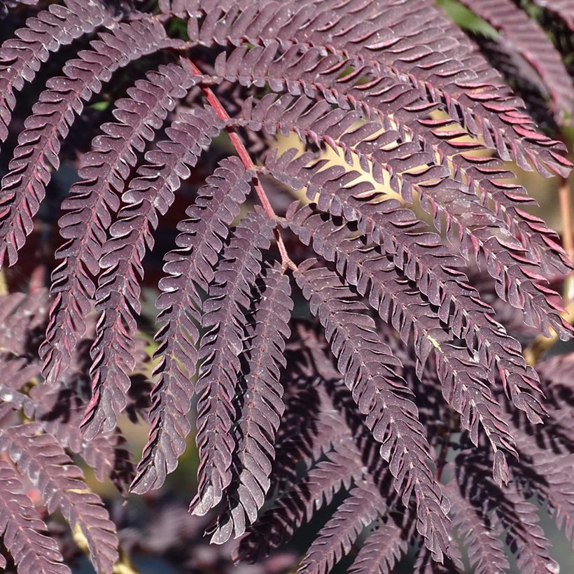 Albizia julibrissin Summer Chocolate (Folhagem)
