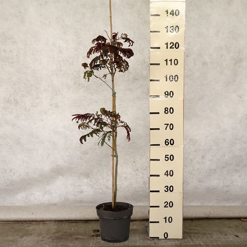 Amostra de Albizia julibrissin Summer Chocolate Vaso de 7,5 L/10 L tal como entregue no verão