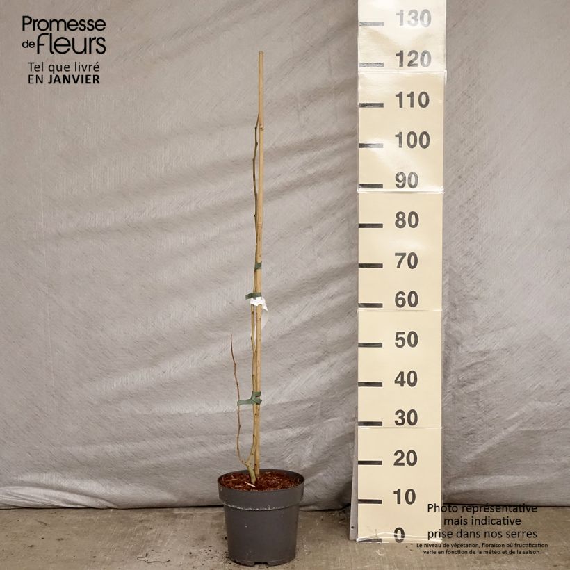 Amostra de Albizia julibrissin Summer Chocolate - Arbre à soie Vaso de 7,5 L/10 L tal como entregue no inverno