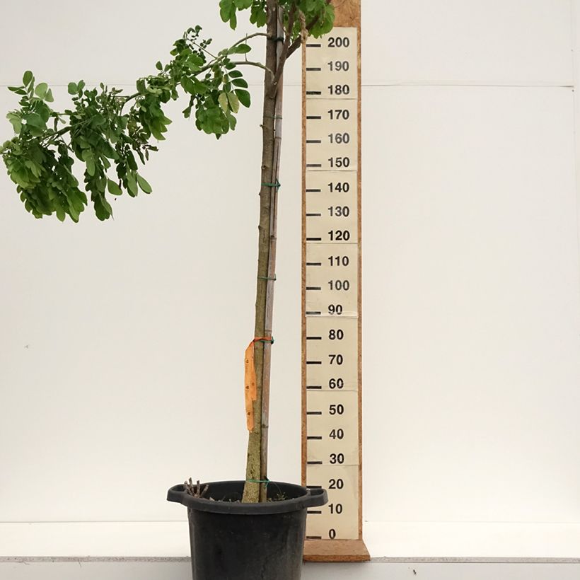 Amostra de Albizia saman - Arbre à pluie Pot de 50L/55L tal como entregue no outono