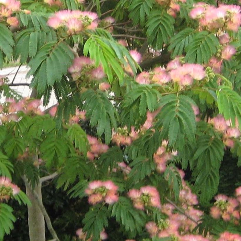 Albizia julibrissin Tropical Dream (Folhagem)