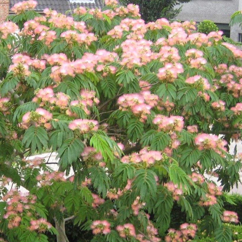 Albizia julibrissin Tropical Dream (Floração)