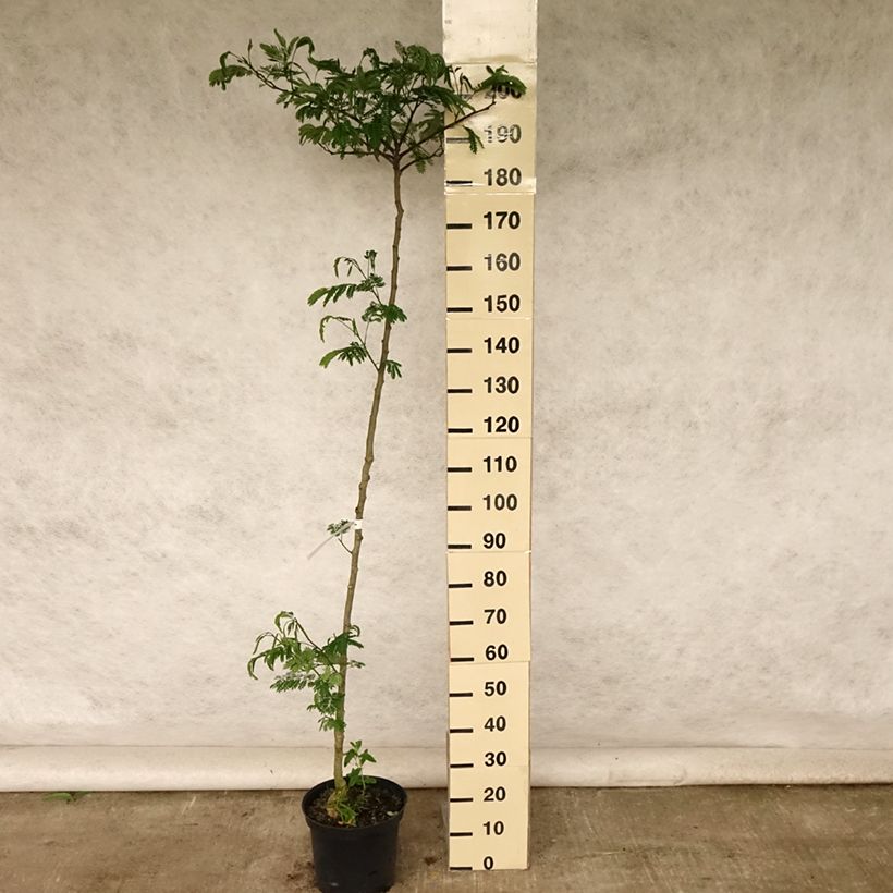 Amostra de Albizia julibrissin Tropical Dream Vaso de 7,5 L/10 L tal como entregue no verão