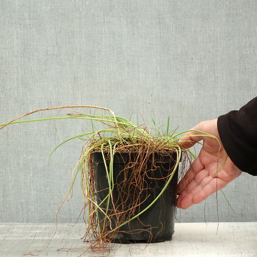 Amostra de Albuca shawii Vaso de 3 L/4 L tal como entregue no outono