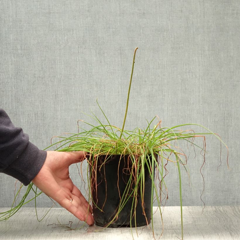 Amostra de Albuca shawii Vaso de 3 L/4 L tal como entregue no verão