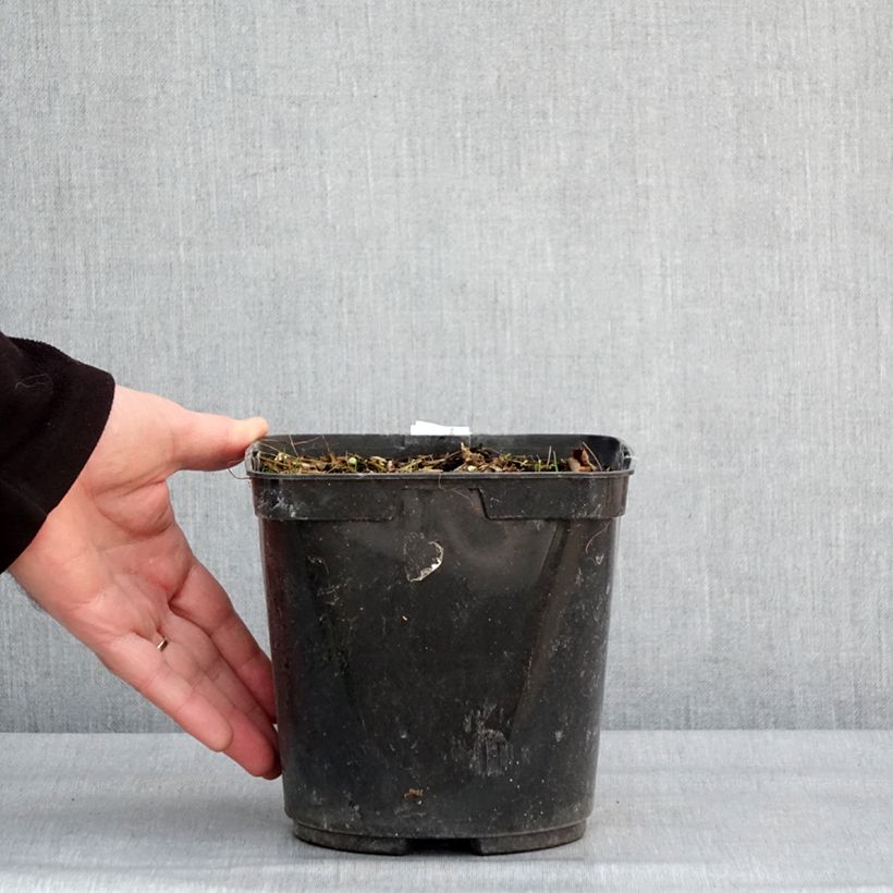 Amostra de Albuca shawii Pot de 3L/4L tal como entregue no inverno