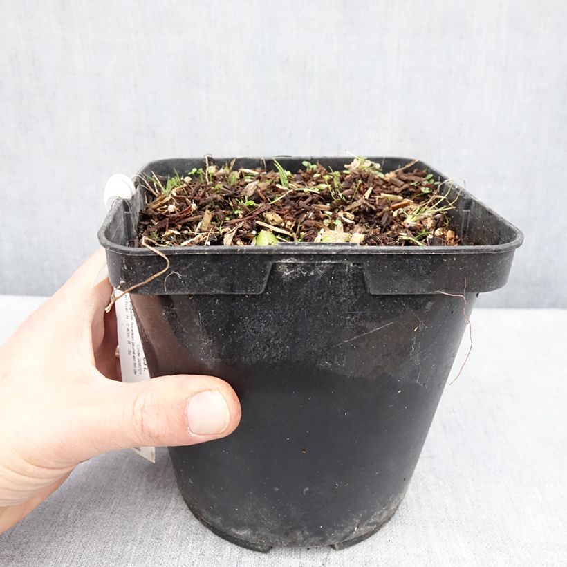 Amostra de Albuca shawii Vaso de 3 L/4 L tal como entregue na primavera