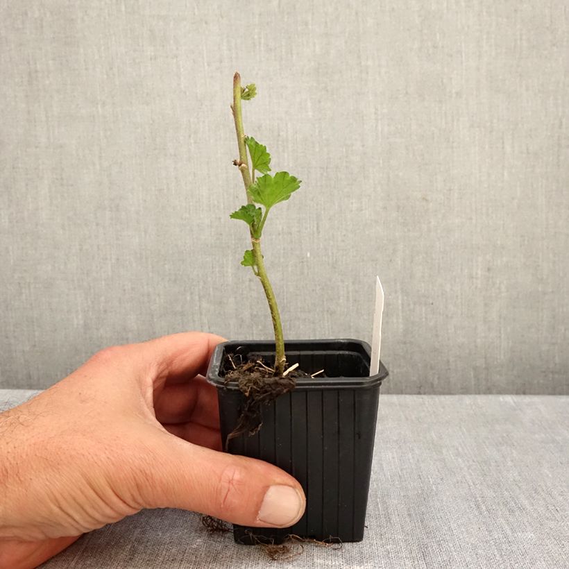 Amostra de Alcalthaea suffrutescens Parkallee Vaso de 8/9 cm tal como entregue no outono