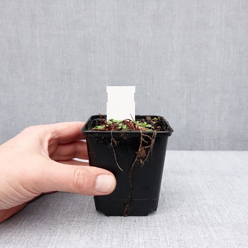 Amostra de Alcea ficifolia Las Vegas - Rose trémière Godet de 8/9 cm tal como entregue no inverno