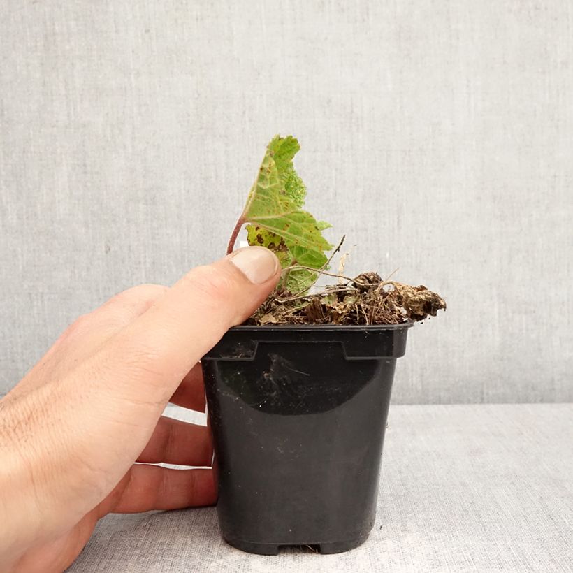 Amostra de Alcea ficifolia Las Vegas Vaso de 8/9 cm tal como entregue na primavera