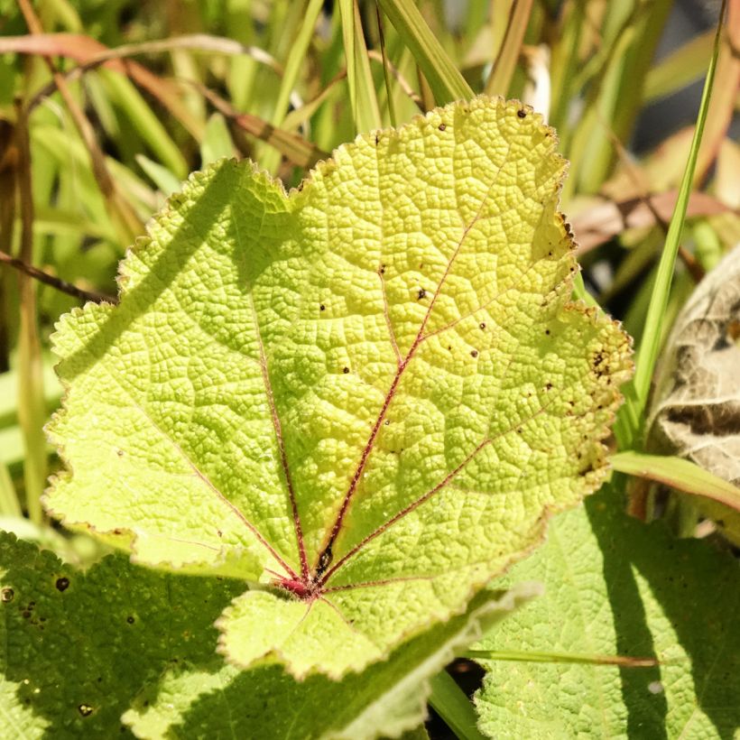 Alcea ficifolia (Folhagem)