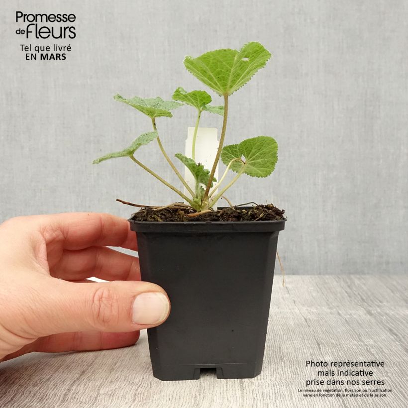 Amostra de Alcea ficifolia Vaso de 8/9 cm tal como entregue na primavera