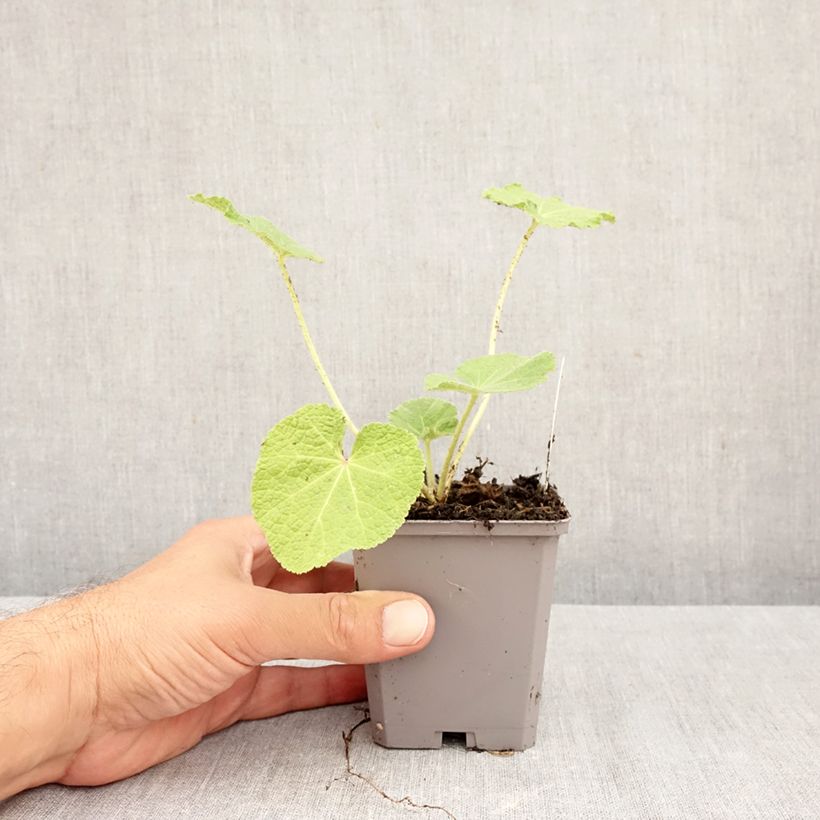 Amostra de Malvarisco Simplex em sementes Vaso de 7/8 cm tal como entregue no outono