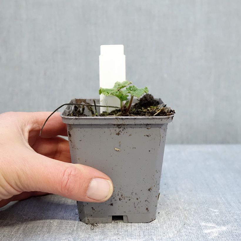 Amostra de Malvarisco Simplex em sementes Vaso de 7/8 cm tal como entregue no inverno