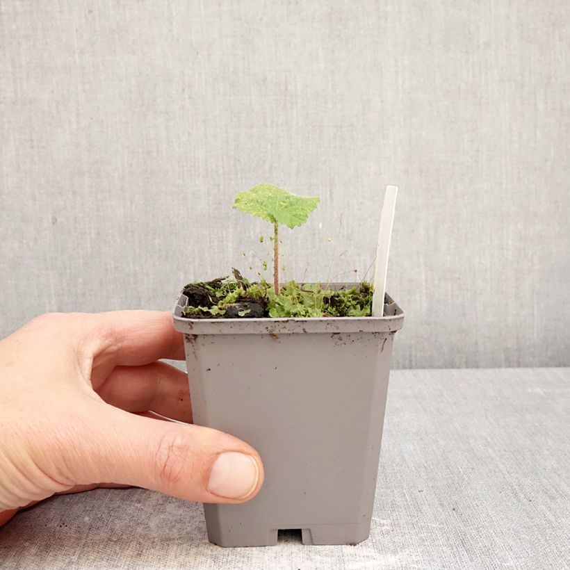 Amostra de Malvarisco Simplex em sementes Vaso de 7/8 cm tal como entregue na primavera