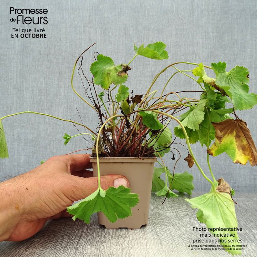 Amostra de Alchemilla epipsila Vaso de 8/9 cm tal como entregue no outono