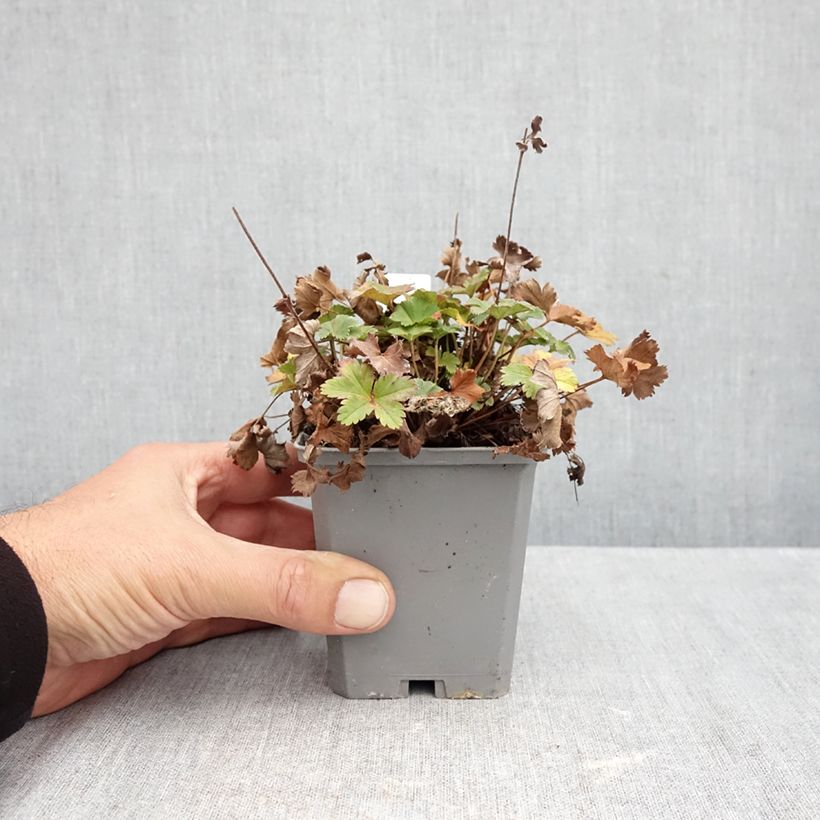 Amostra de Alchemilla erythropoda Vaso de 8/9 cm tal como entregue no outono