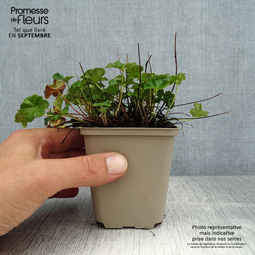 Amostra de Alchemilla erythropoda Vaso de 8/9 cm tal como entregue no verão