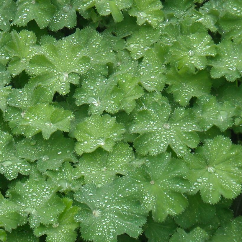 Alchemilla mollis (Folhagem)